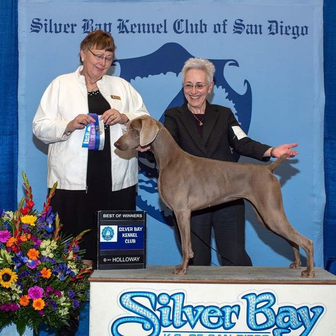 Silver sales bay weimaraners