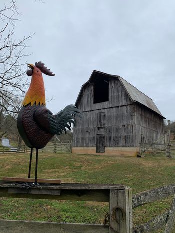 Rooster at the Barn
