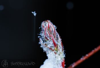 Snowflake on Frozen Bud
