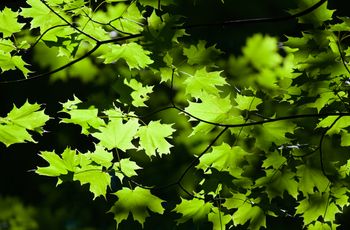 End of Summer Leaves
