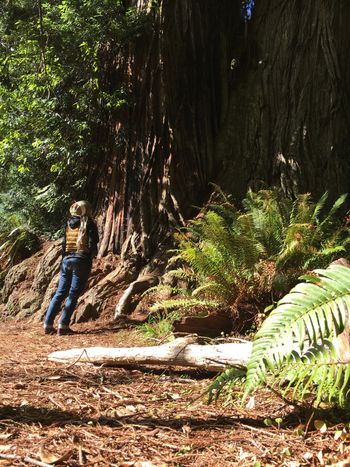 Redwood National Forest
