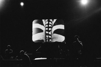 Zebra Butt in Chicago Theater (by Drew Brown)
