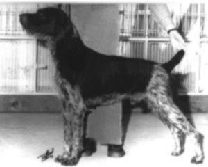 Korskote Borste - AUSTRALIA'S FIRST BEST IN SHOW WINNING GWP.
