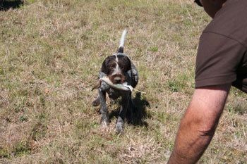 Ras (from the Movie litter) retrieving at a field day.
