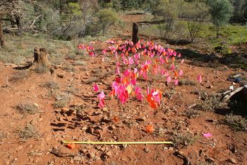 Open Aboriginal camp site. Western, NSW.
