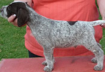 5 weeks
