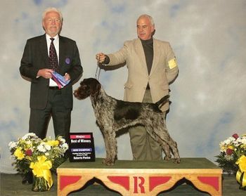 Sabrina showing the USA. Handled by Bob Perry.
