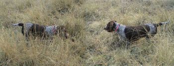 Ch Skadalas Alara (Imp Swd) at a retrieving day!
