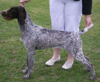 Bree at 8 months old
