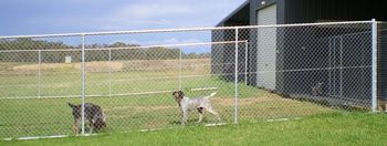 Sabrina & Bree hanging out in their new outdoor runs
