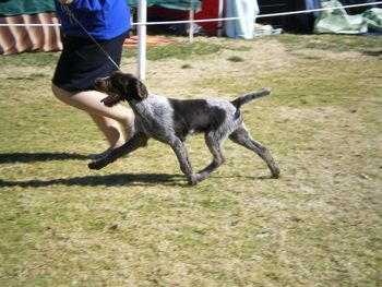 Korskote Little Miss Sunshine moving around the show ring in the baby puppy class.
