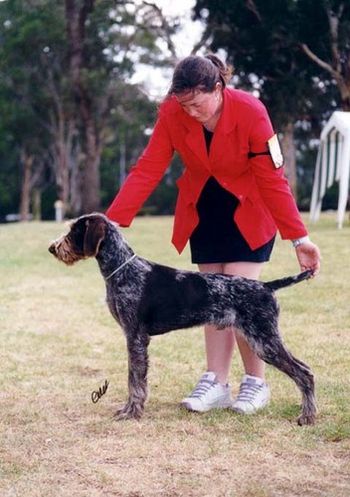 Wesley (Gr Ch Korskote Xplosiv Klass) after winning his first Best In Group at only 6 months of age.
