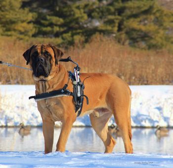 Service dog Beau
