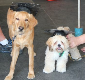 Two of our daytime puppy class graduates Summer 2012
