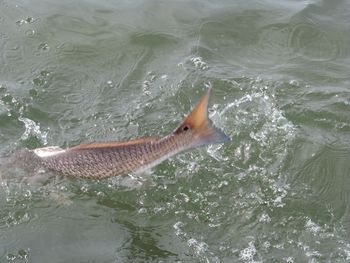 nice picture of a redfish tail sticking out of the water
