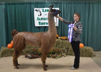 Reserve Grand Champion Non-Breeder
