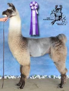 SRLL Meraxes ~ RCF Stetson's Sire
