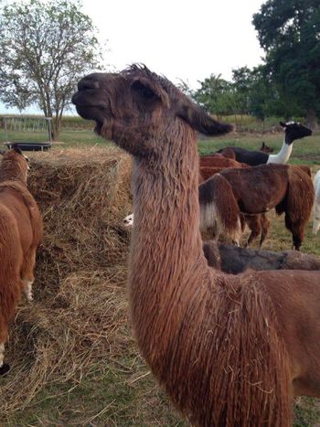 Don't Mess With His Herd!
