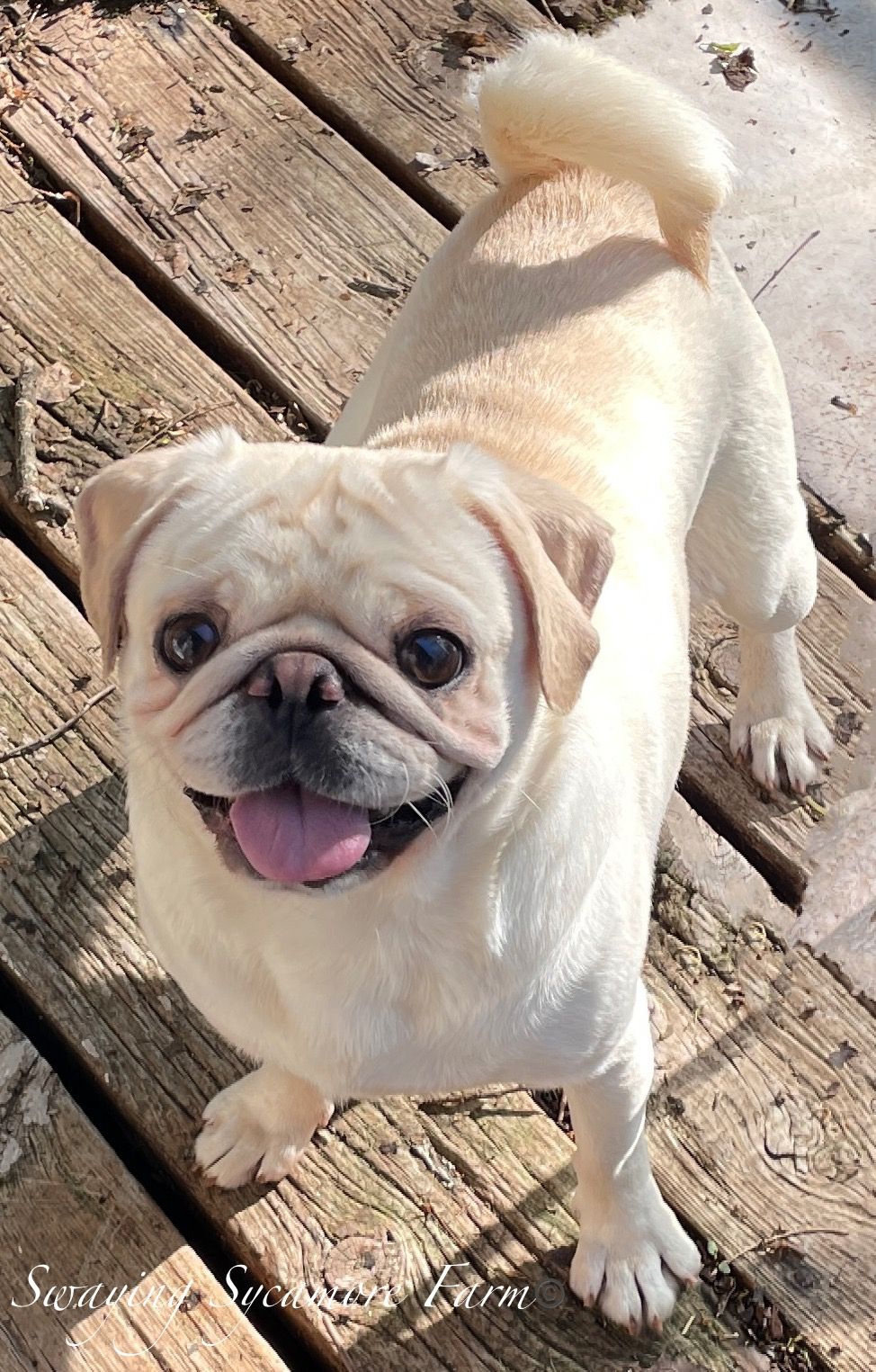 Pugs for best sale sale idaho