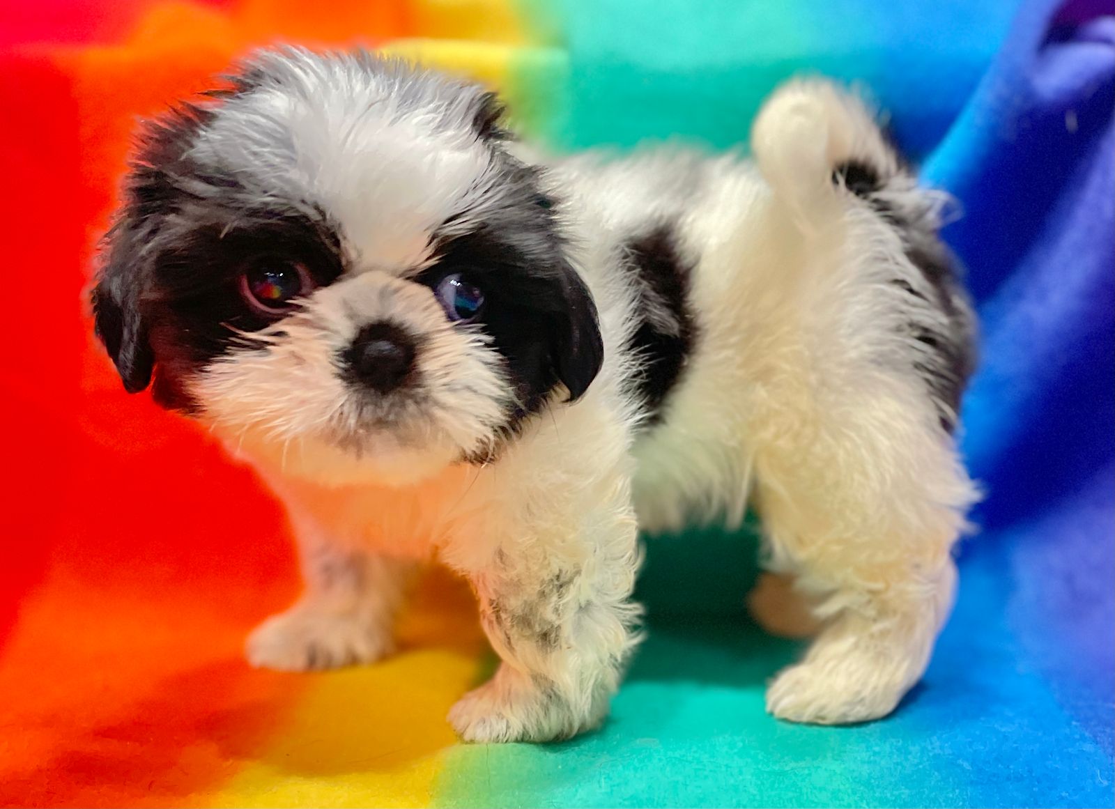 Halliday farms discount shih tzu