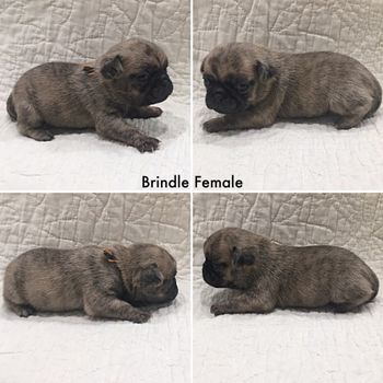 Silver brindle best sale pugs for sale