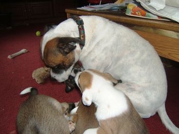 Spyder plays with his pups
