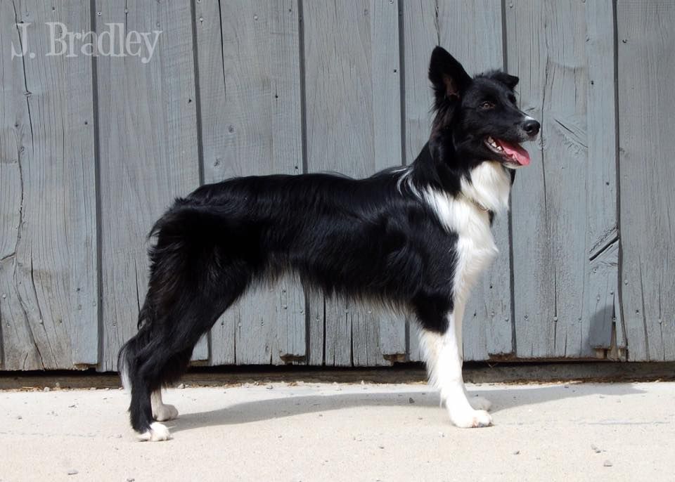 Border collie tail hot sale docking