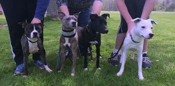 With her kids from her 3 litters L-R Vendetta, Snickers, Ghost
