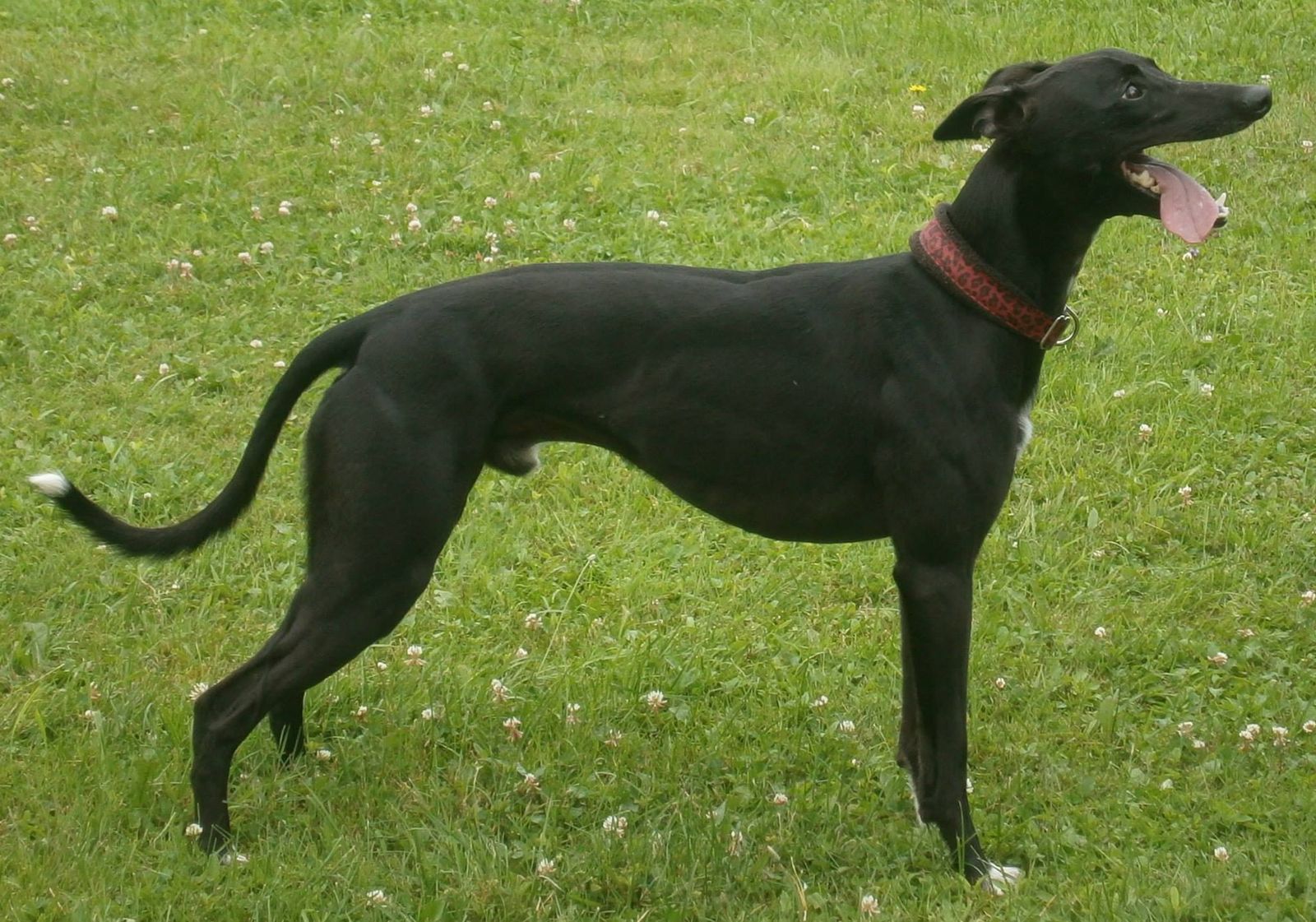 Crosswinds farm 2024 italian greyhound