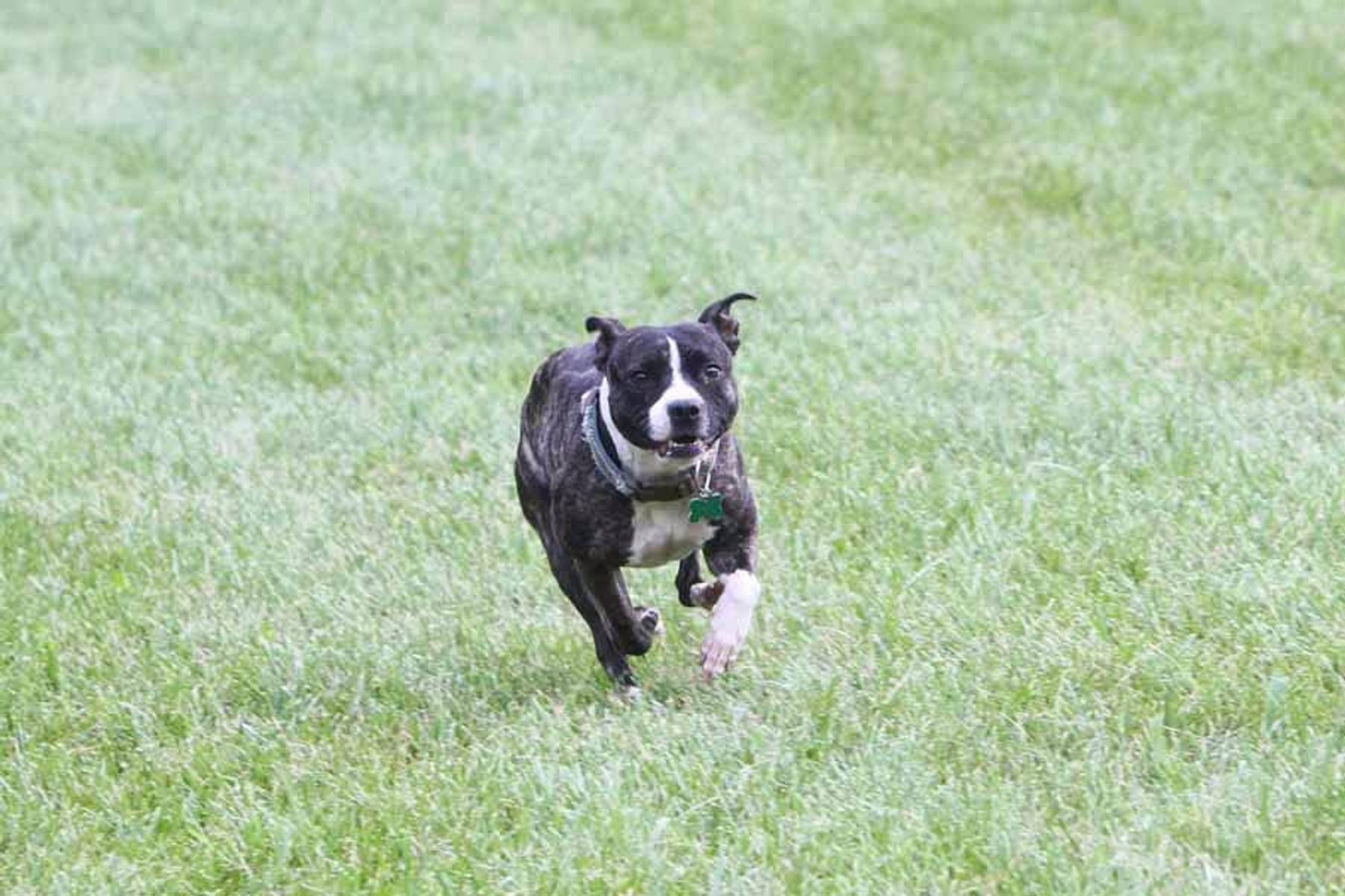 Yankeestaff staffordshire hot sale bull terriers