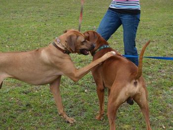 Nixie and Houston enjoying the funday
