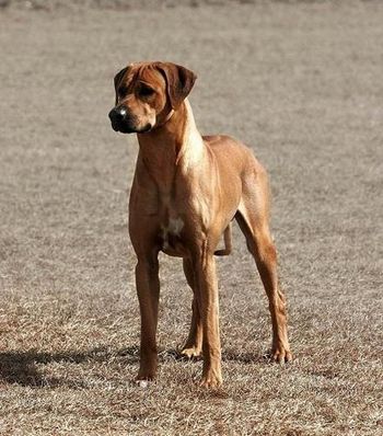 CH TuckerRidge Dugga Boy Simba Ridge at 20 mos old Jan. 2010 very pretty boy.
