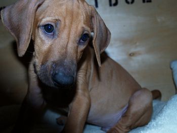 Purple boy went to live in Key Largo FL with his new family.
