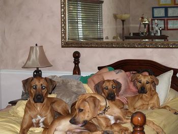 The ridgeback pack in our bed except for Sadie in front of Nathans face, shes a wanna be ridgie LOL
