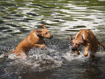 One of our pups Nixie having a blast in the water
