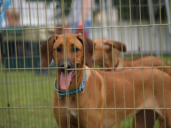 TuckerRidge Rhodesian Ridgebacks - Roxy's page