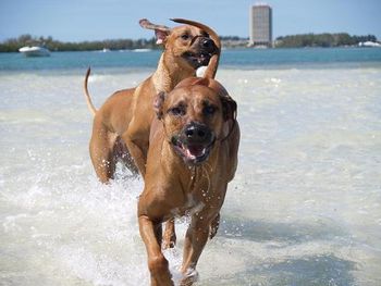 Lilly with her daughter Roxy play day at the beach. Roxy chasing her mom!!
