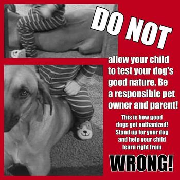 Make sure your children respect your dog!
