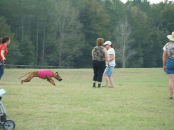 Lilly earned her Senior Courser in Lure coursing this year 2011!
