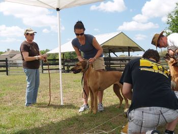 Lure coursing
