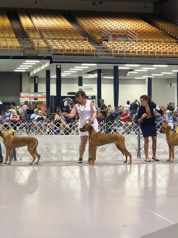 Embers first show RWB to a 5 point major at 6 months old
