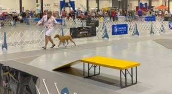 First puppy show at 4 mo old
