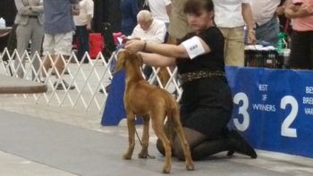 very first baby puppy show 4 mo old
