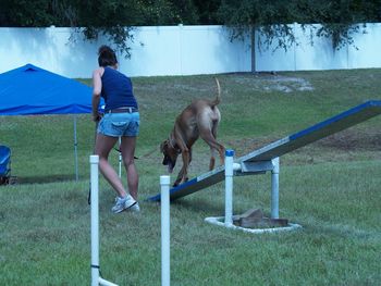 demostrating agility at a fun day for our club

