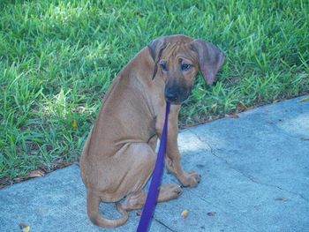 First time on a leash at 9 wks old
