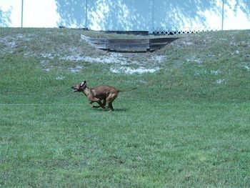 Look at Lee Lee go! Lure coursing at the fun day. 2009
