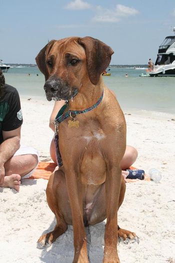 Roxy 13 mo. old with sand on her face.
