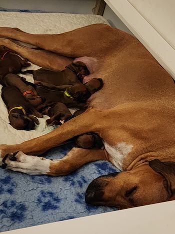 2 days old Nova is being a great mom all are gaining weight!
