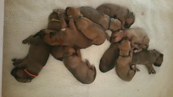 Puppy pile Day 8
