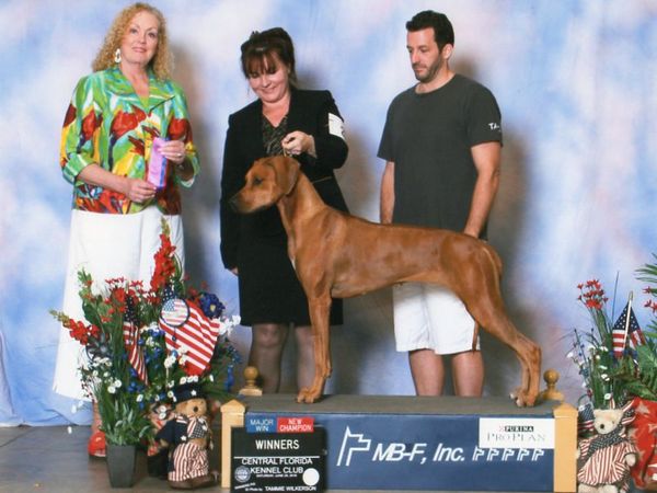 CH Regal's Beach Baby At TuckerRidge ROM, CGC, JC, RATO  "Joon" is our 3rd Champion Owner Handled at 24 months old in 2016. Joon earned her ROM from producing 5 AKC Champions!